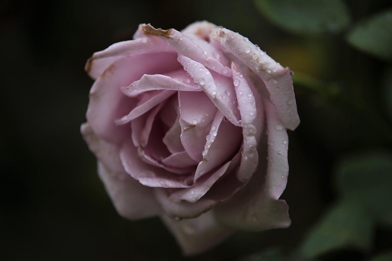 Carlos M.
